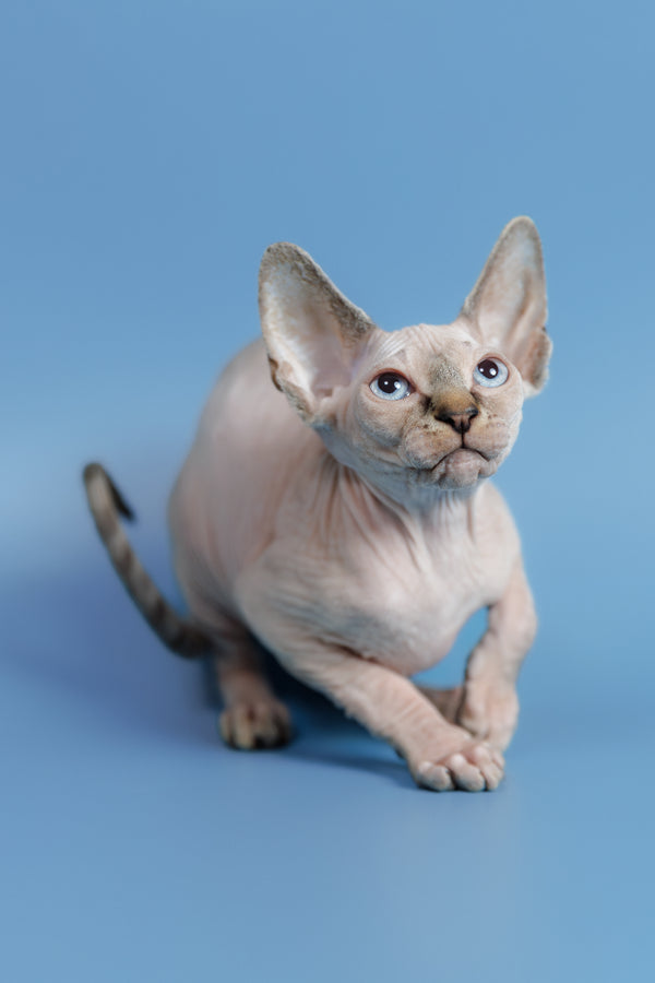 Ctiven | Canadian Sphynx Kitten