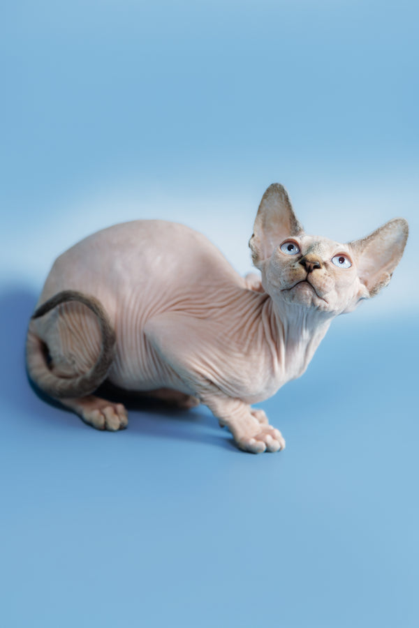 Ctiven | Canadian Sphynx Kitten