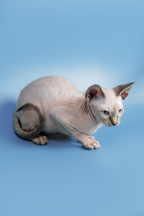 Ctiven | Canadian Sphynx Kitten