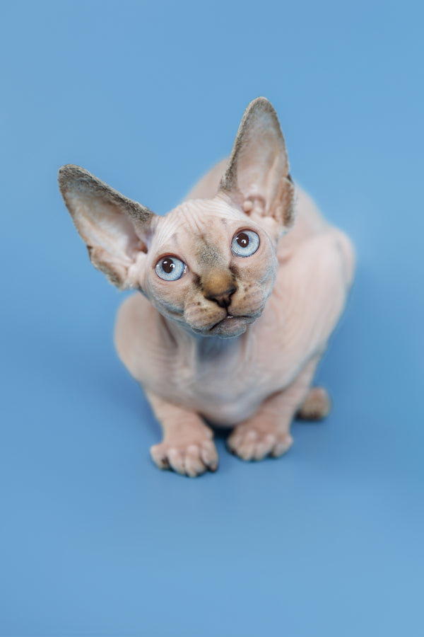 Ctiven | Canadian Sphynx Kitten