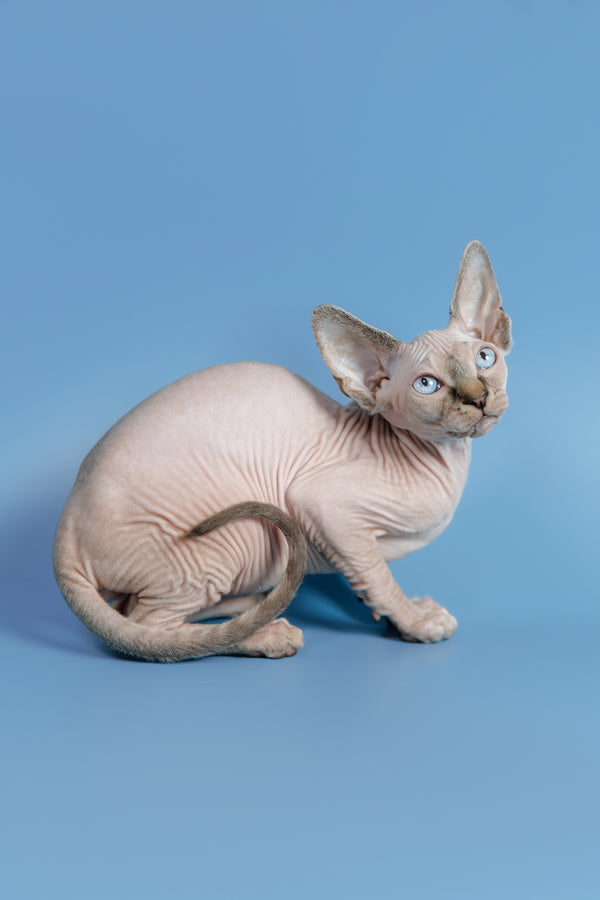 Ctiven | Canadian Sphynx Kitten