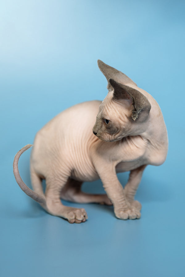 Mark | Canadian Sphynx Kitten