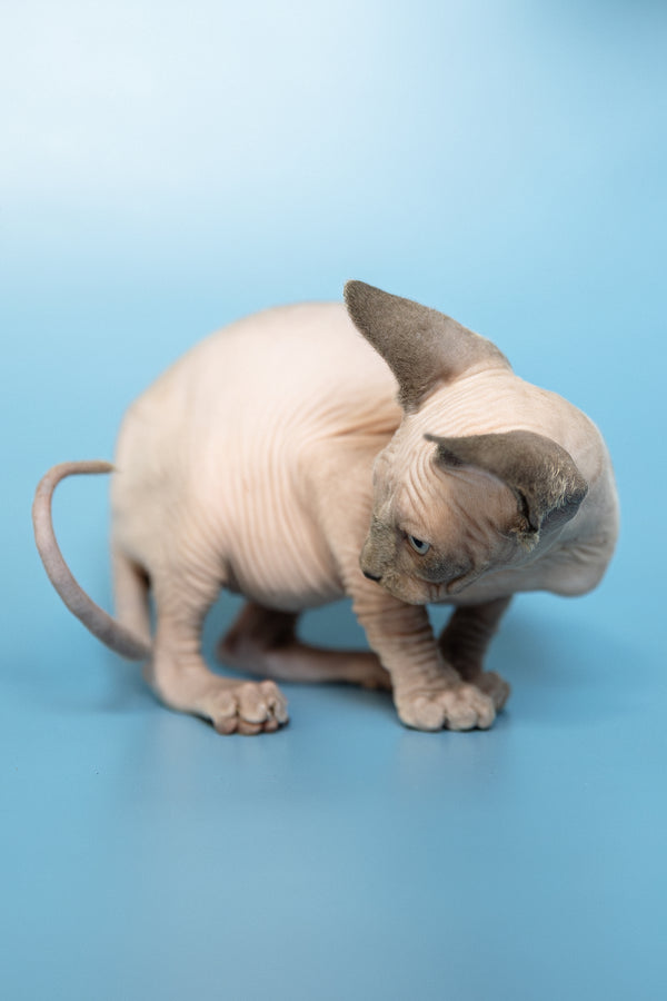 Mark | Canadian Sphynx Kitten