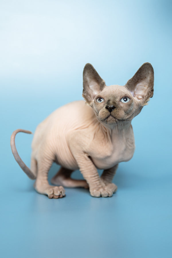 Mark | Canadian Sphynx Kitten