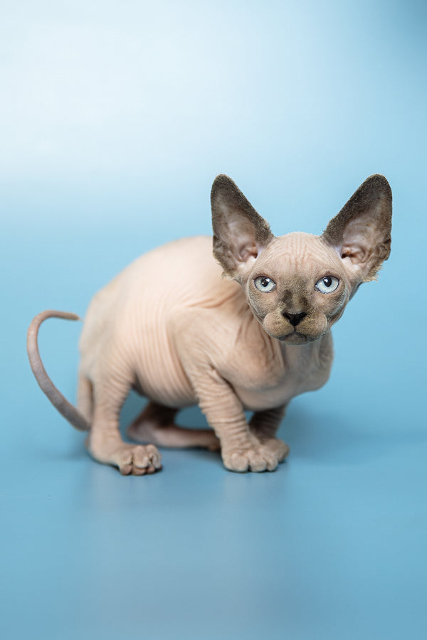 Mark | Canadian Sphynx Kitten