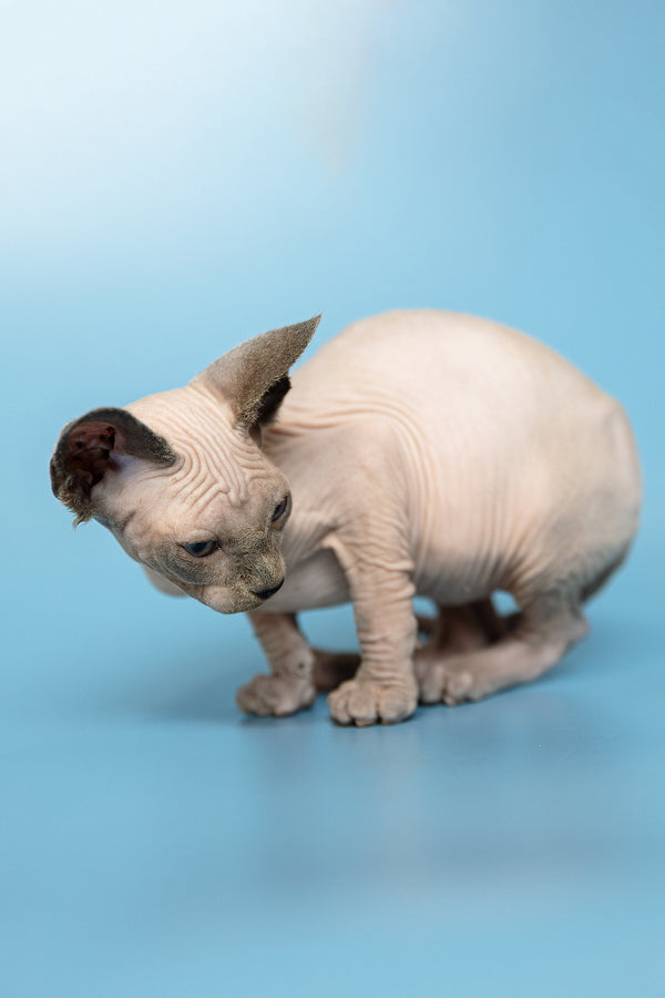 Mark | Canadian Sphynx Kitten