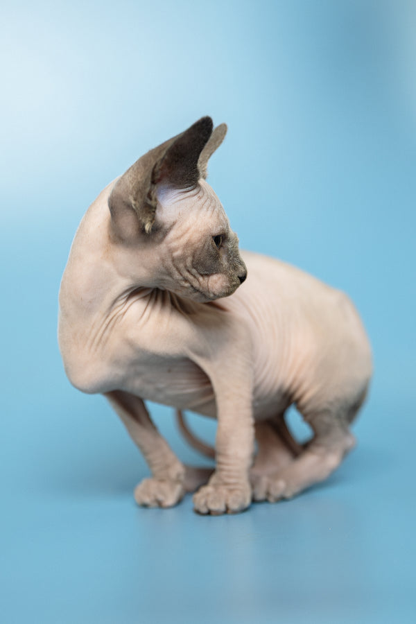 Mark | Canadian Sphynx Kitten