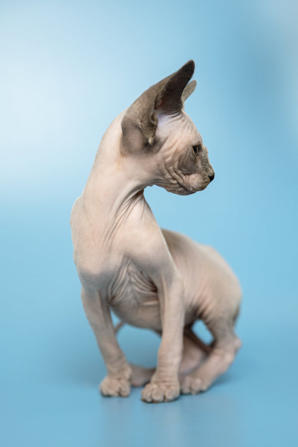 Mark | Canadian Sphynx Kitten