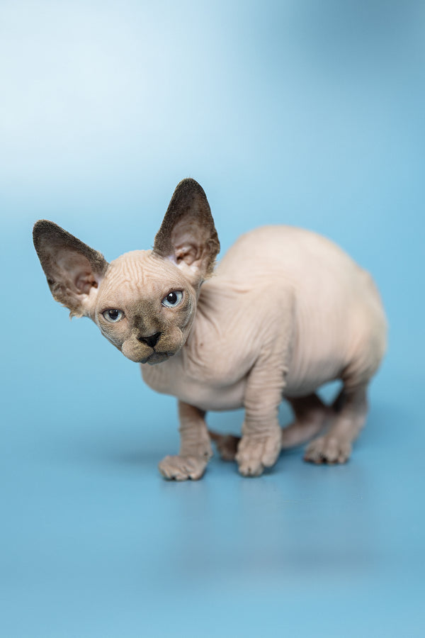 Mark | Canadian Sphynx Kitten