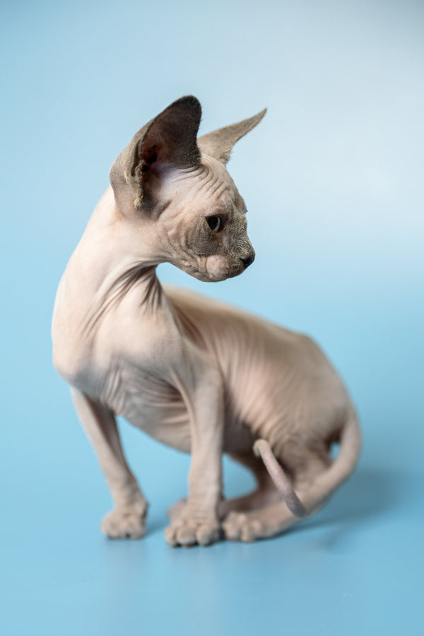 Mark | Canadian Sphynx Kitten