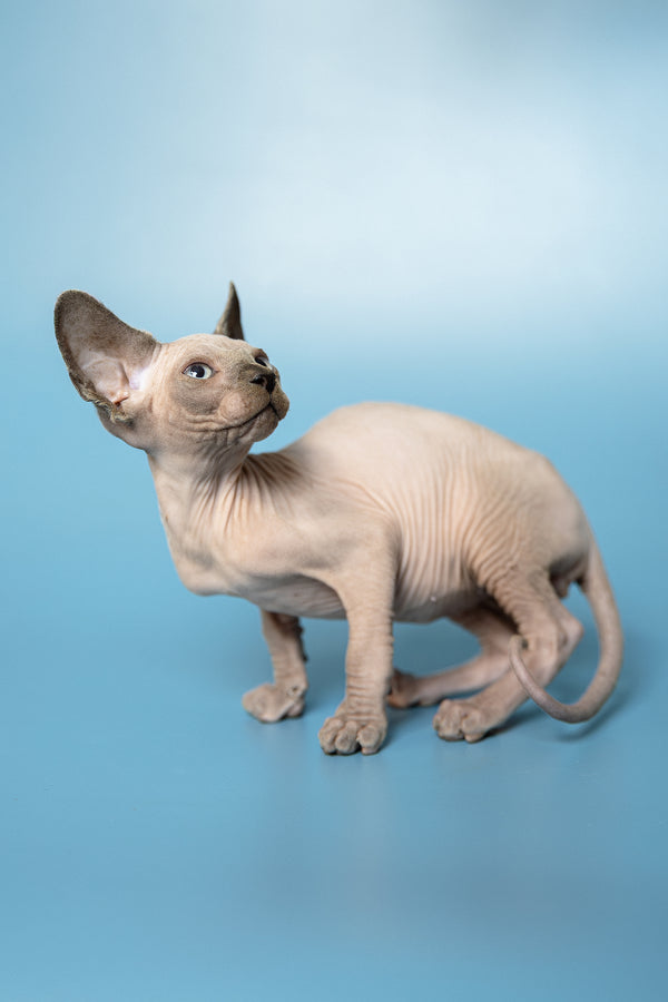 Mark | Canadian Sphynx Kitten