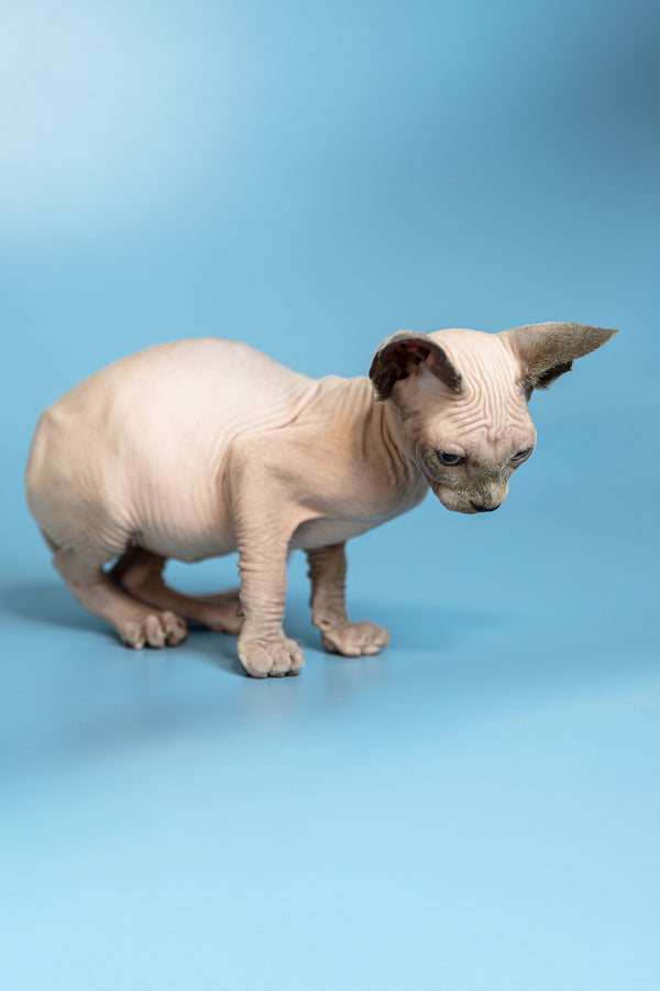 Mark | Canadian Sphynx Kitten