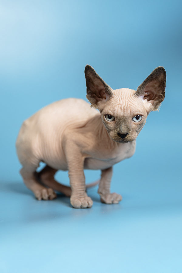 Mark | Canadian Sphynx Kitten