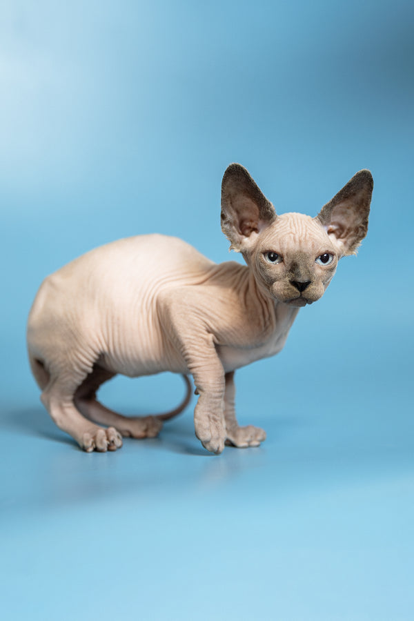 Mark | Canadian Sphynx Kitten