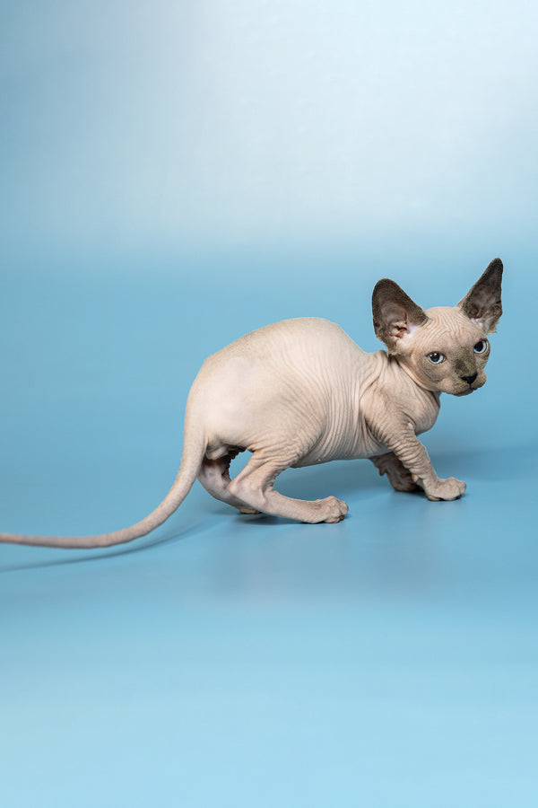 Mark | Canadian Sphynx Kitten
