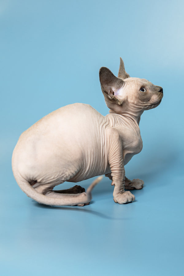 Mark | Canadian Sphynx Kitten