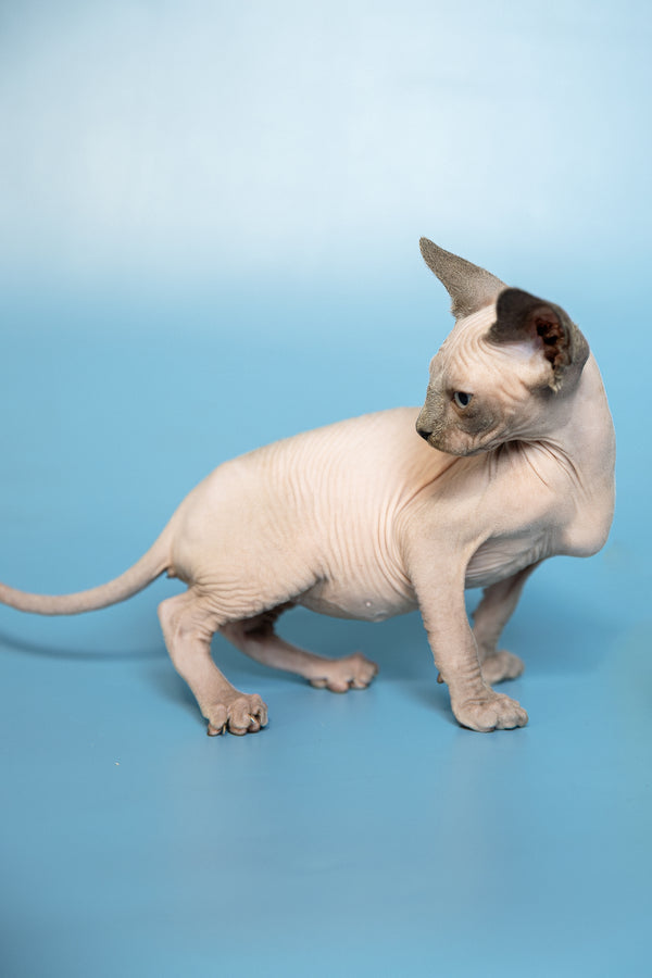 Mark | Canadian Sphynx Kitten