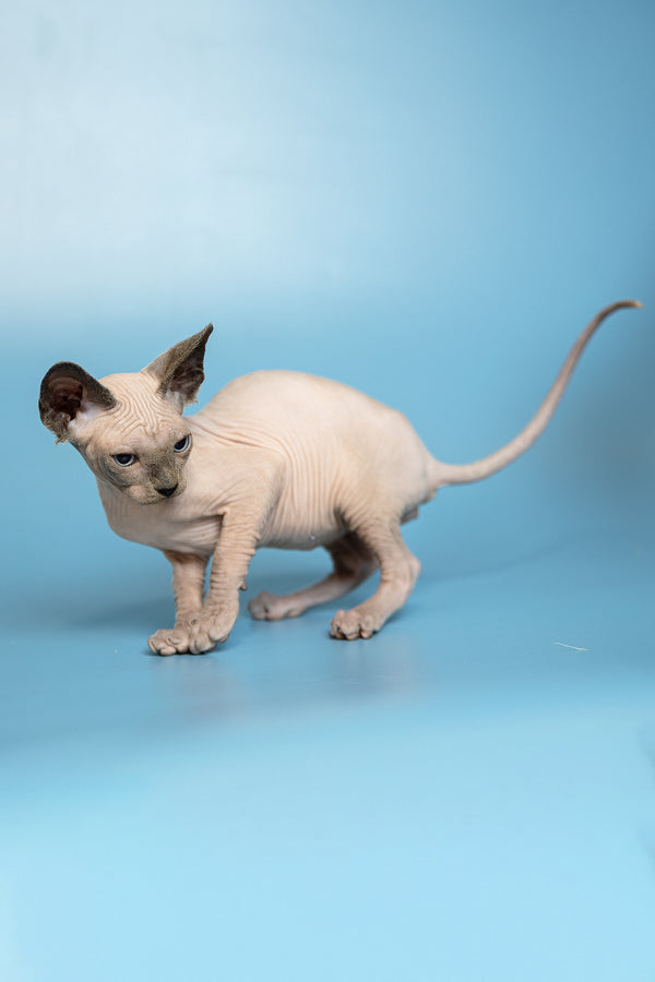 Mark | Canadian Sphynx Kitten
