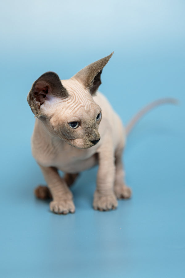 Mark | Canadian Sphynx Kitten