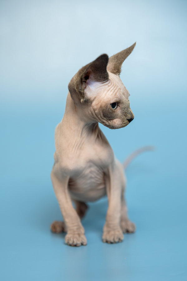 Mark | Canadian Sphynx Kitten