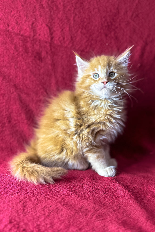 Muar | Maine Coon Kitten