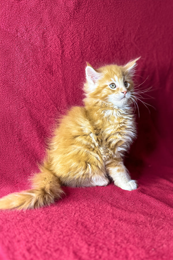 Muar | Maine Coon Kitten