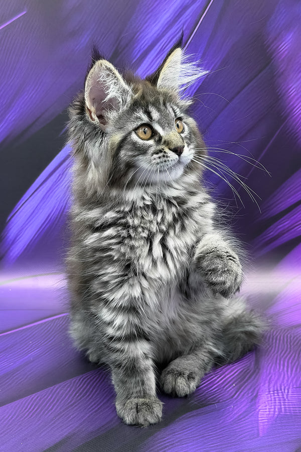 Peris | Maine Coon Kitten