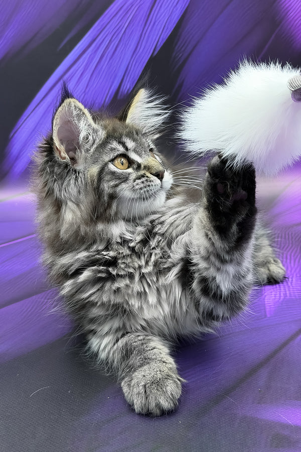 Peris | Maine Coon Kitten
