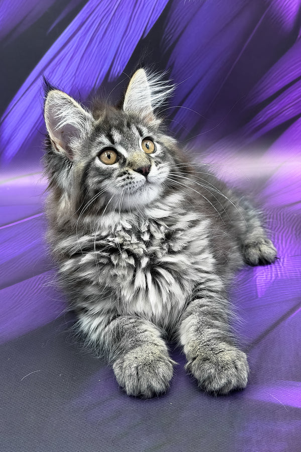 Peris | Maine Coon Kitten