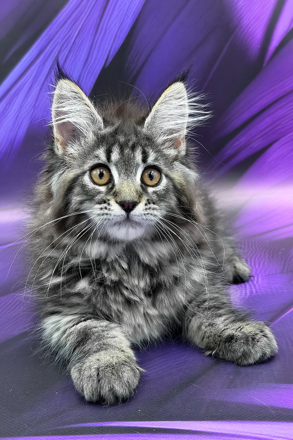 Peris | Maine Coon Kitten