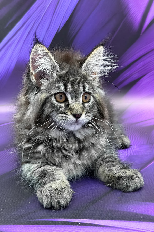 Peris | Maine Coon Kitten
