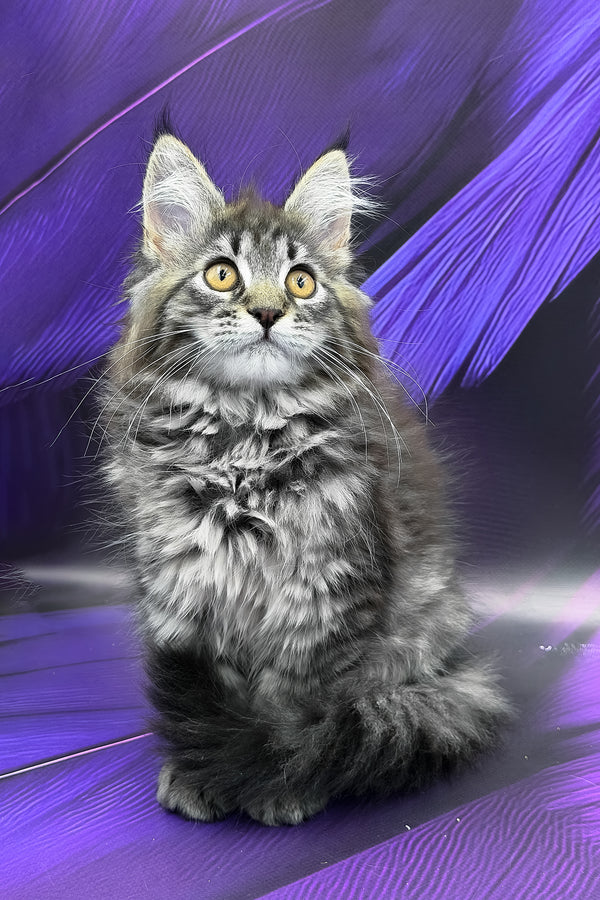 Peris | Maine Coon Kitten