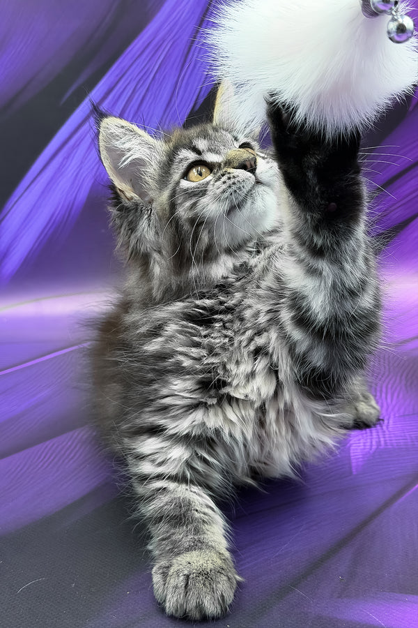 Peris | Maine Coon Kitten