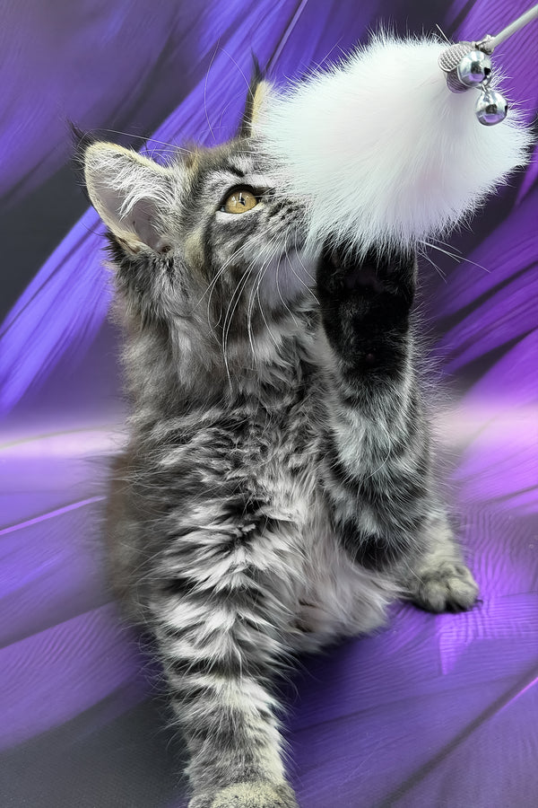 Peris | Maine Coon Kitten
