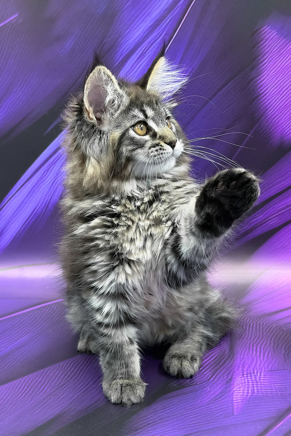 Peris | Maine Coon Kitten