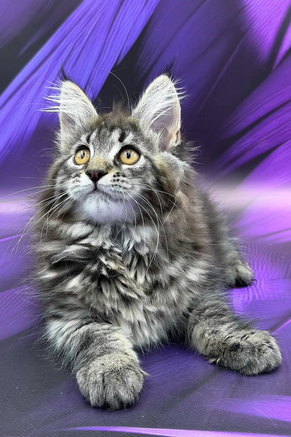 Peris | Maine Coon Kitten