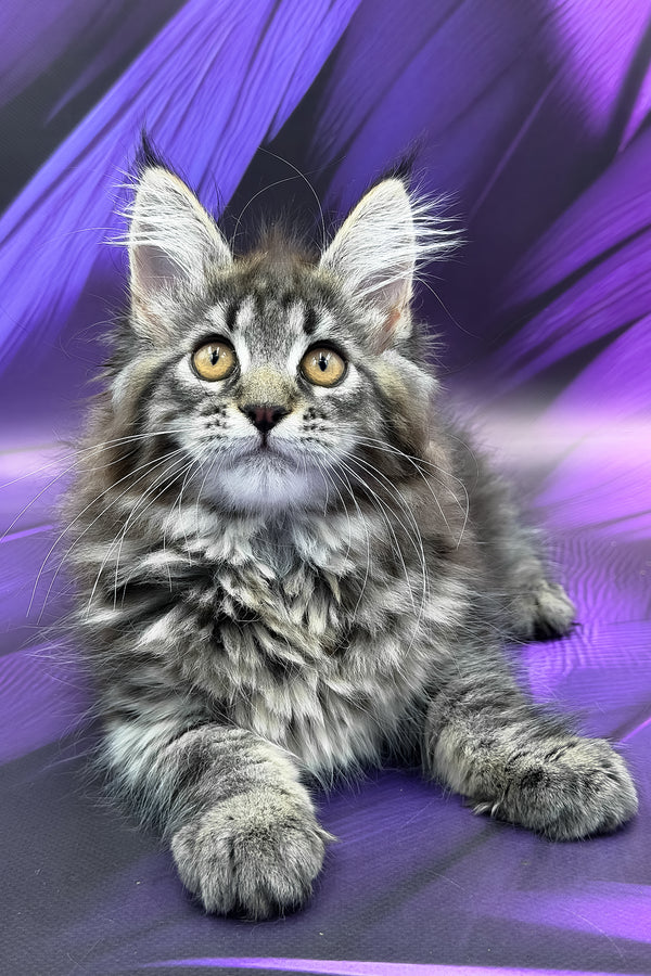 Peris | Maine Coon Kitten