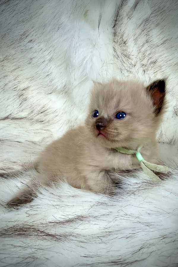 Ponzu | Cherubim Ragdoll Kitten