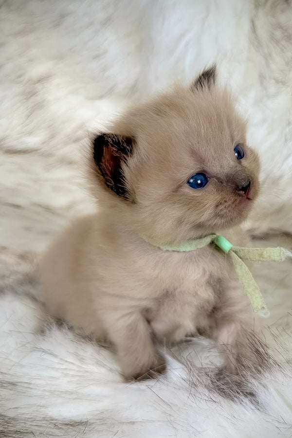 Ponzu | Cherubim Ragdoll Kitten