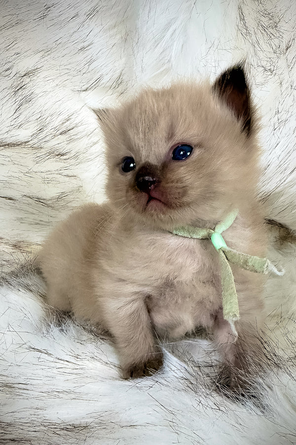 Ponzu | Cherubim Ragdoll Kitten