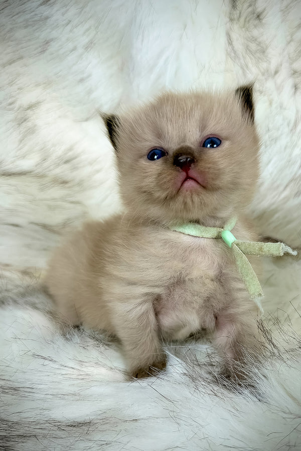 Ponzu | Cherubim Ragdoll Kitten