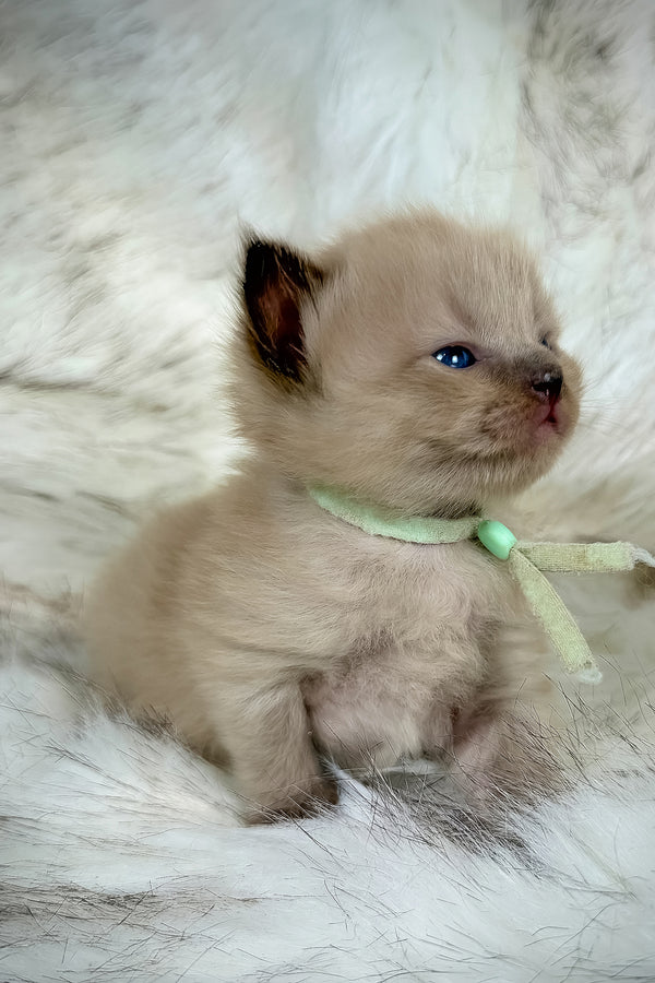 Ponzu | Cherubim Ragdoll Kitten