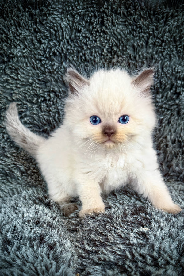 Ramen | Cherubim Ragdoll Kitten