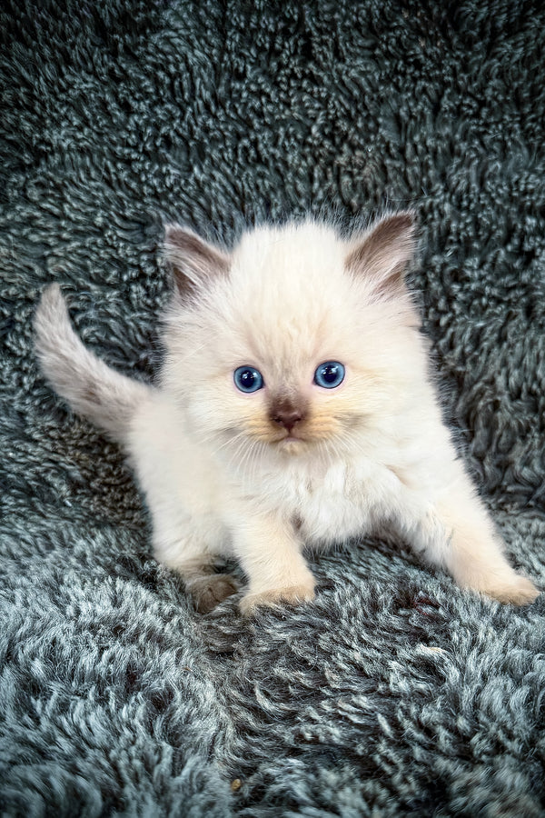 Ramen | Cherubim Ragdoll Kitten