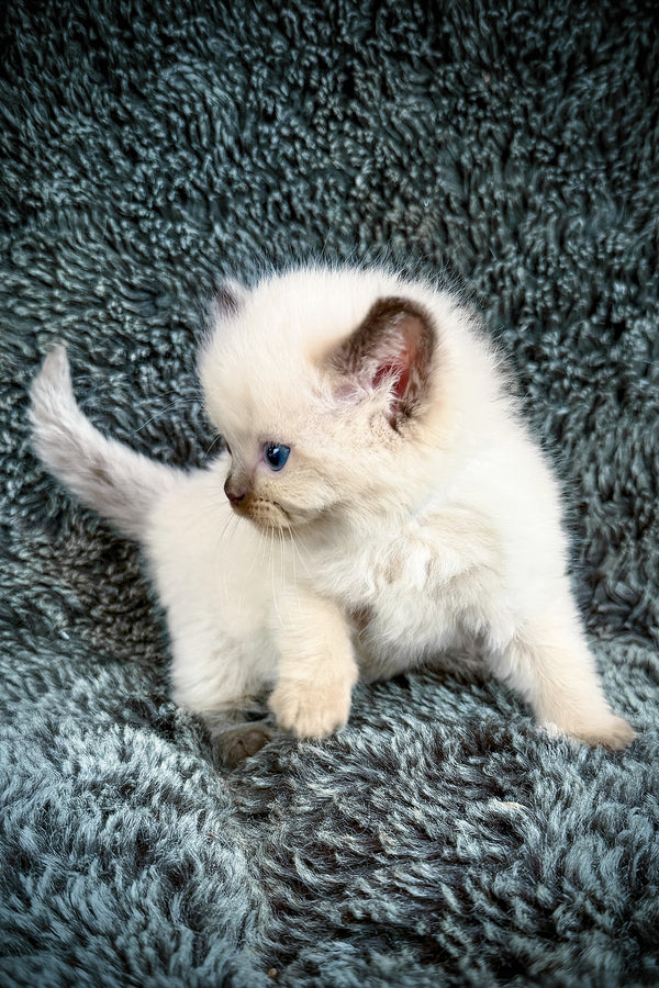 Ramen | Cherubim Ragdoll Kitten