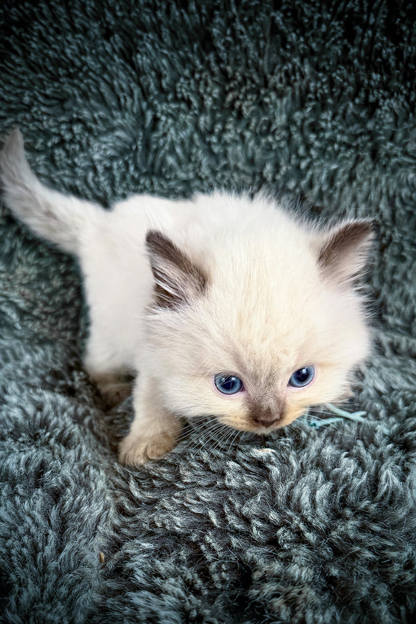 Ramen | Cherubim Ragdoll Kitten