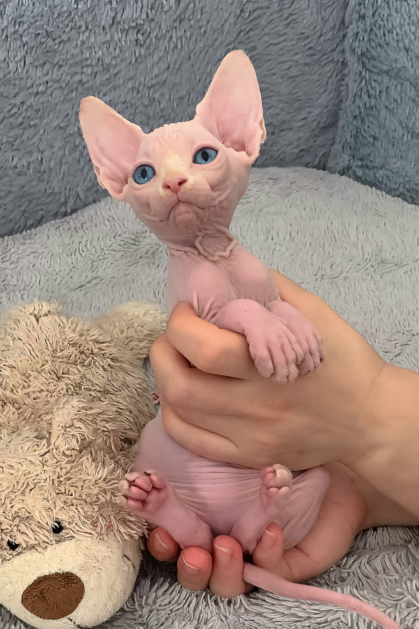 Samantha | Canadian Sphynx Kitten