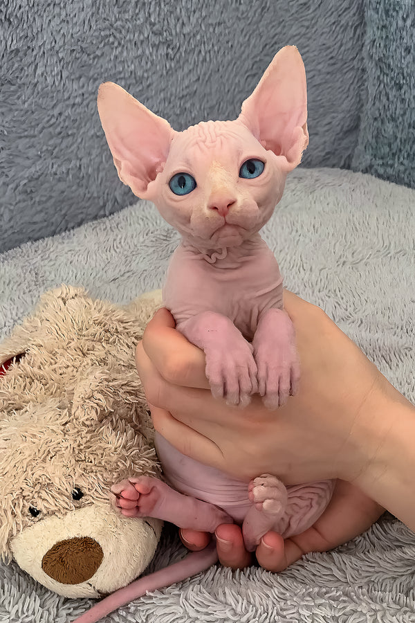 Samantha | Canadian Sphynx Kitten