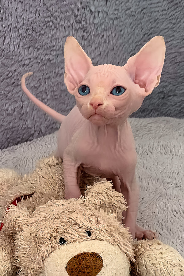 Samantha | Canadian Sphynx Kitten