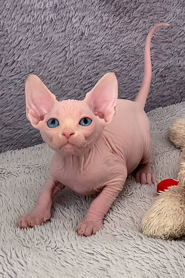 Samantha | Canadian Sphynx Kitten